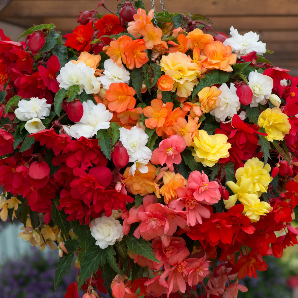 Begonia 'Illumination Mixed'