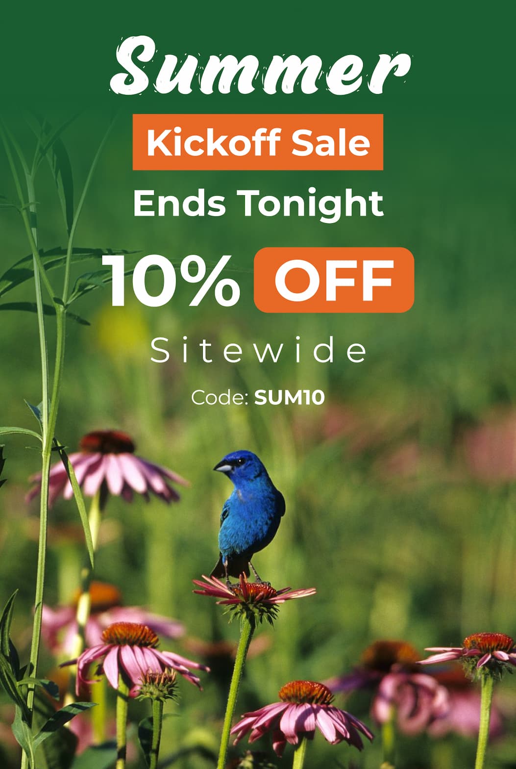 Summer Kickoff Sale