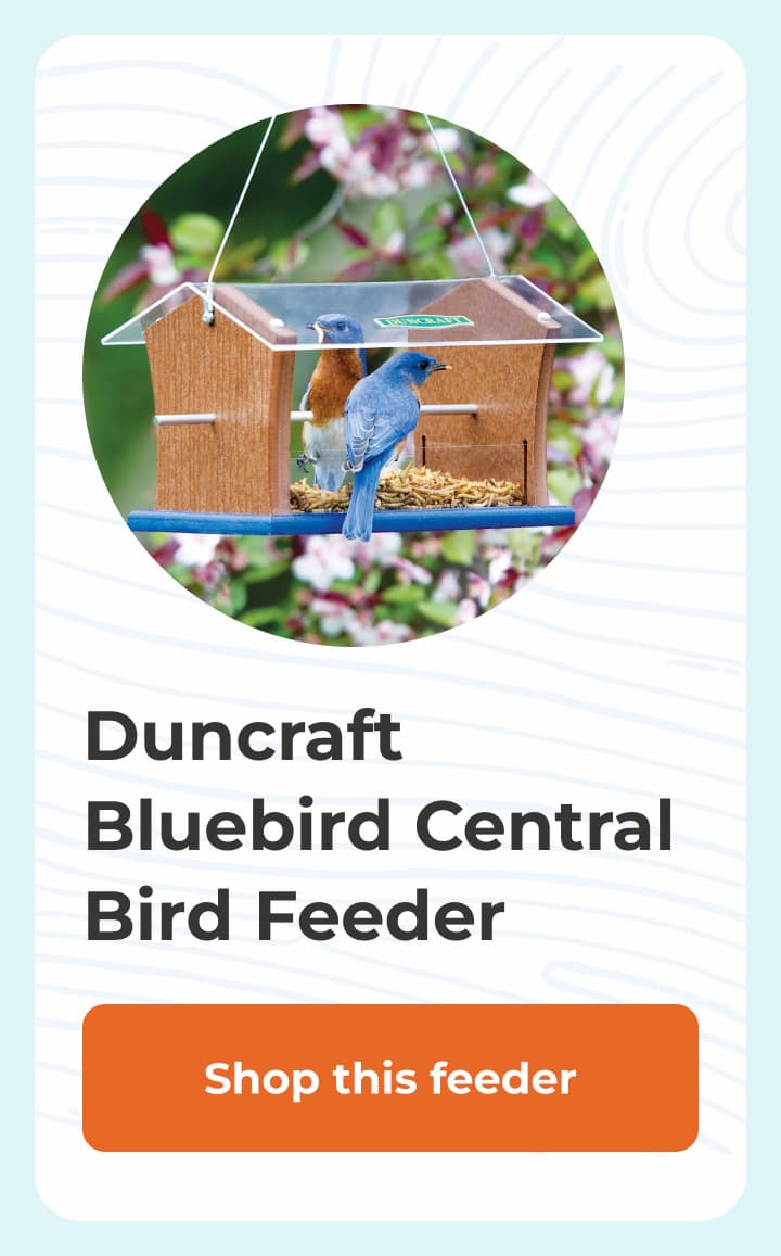 Duncraft Bluebird Central Bird Feeder