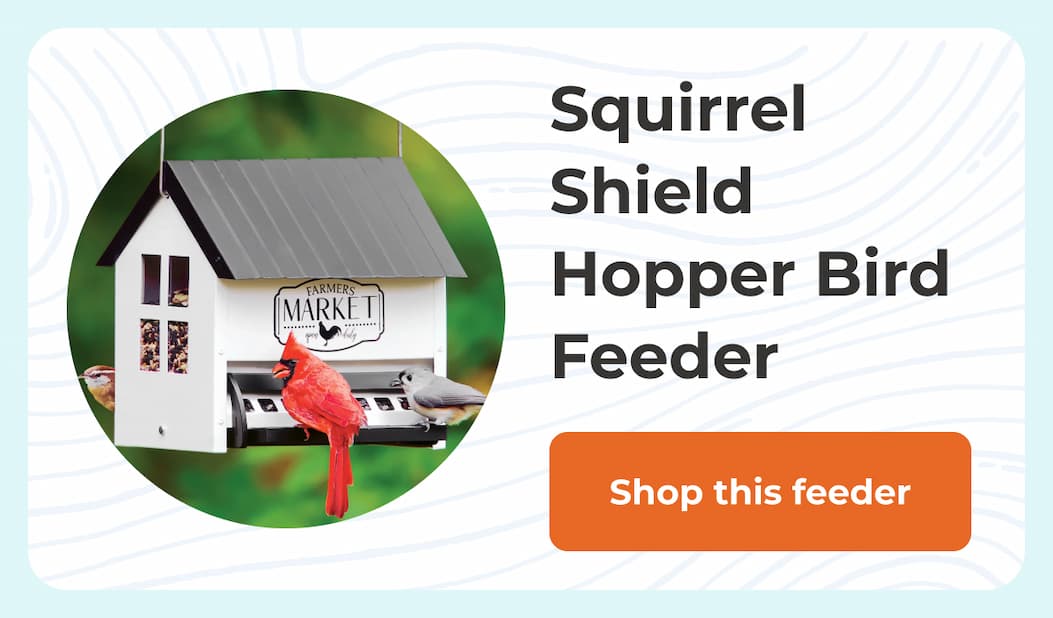 Squirrel Shield Hopper Bird Feeder