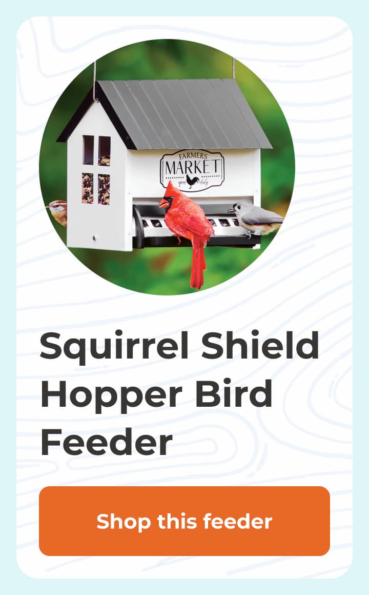 Squirrel Shield Hopper Bird Feeder