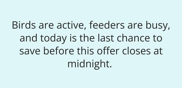 Birds are active