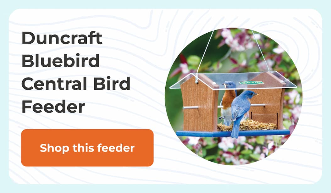 Duncraft Bluebird Central Bird Feeder