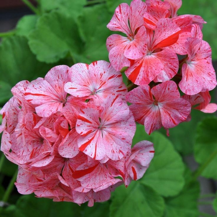 Large Geranium ‘Raspberry Ripple’ - In Bud & Bloom