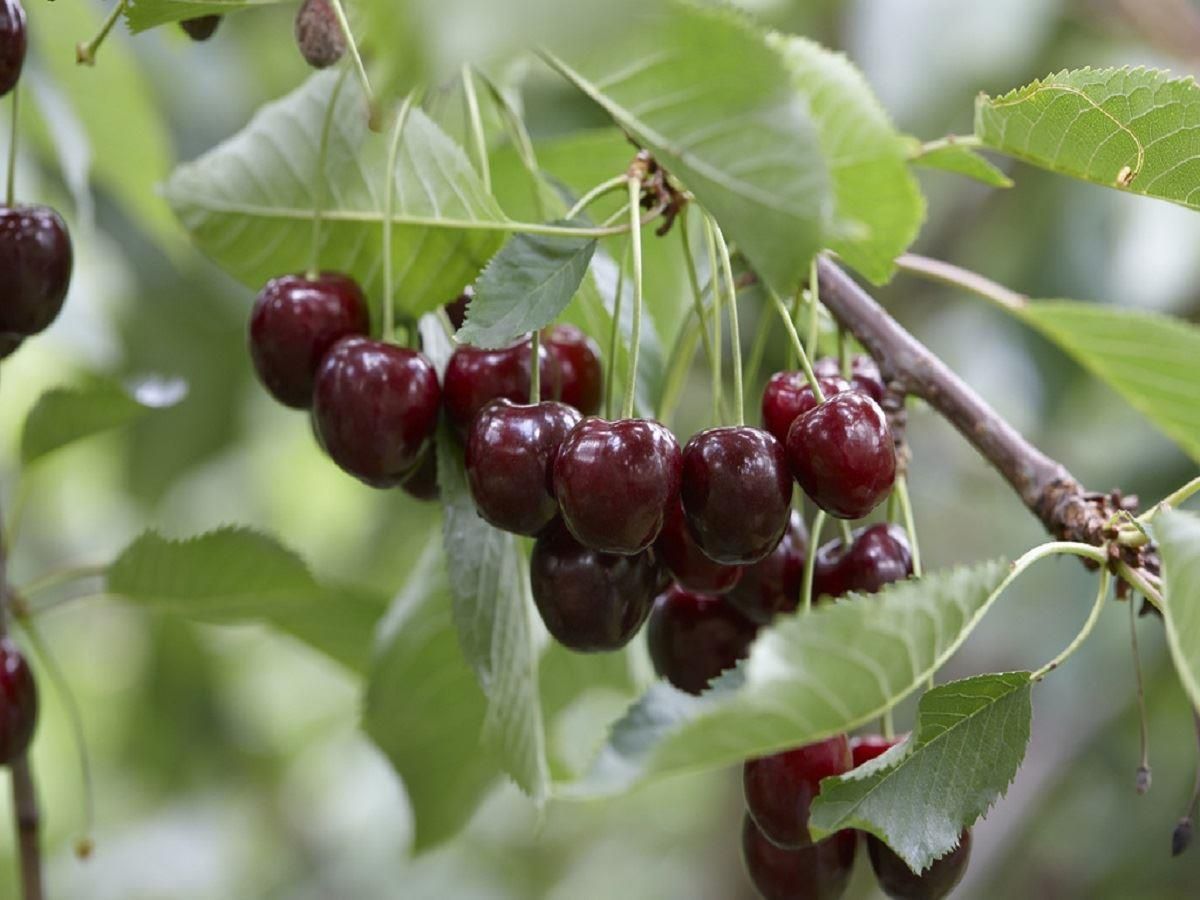 Patio Cherry Tree
