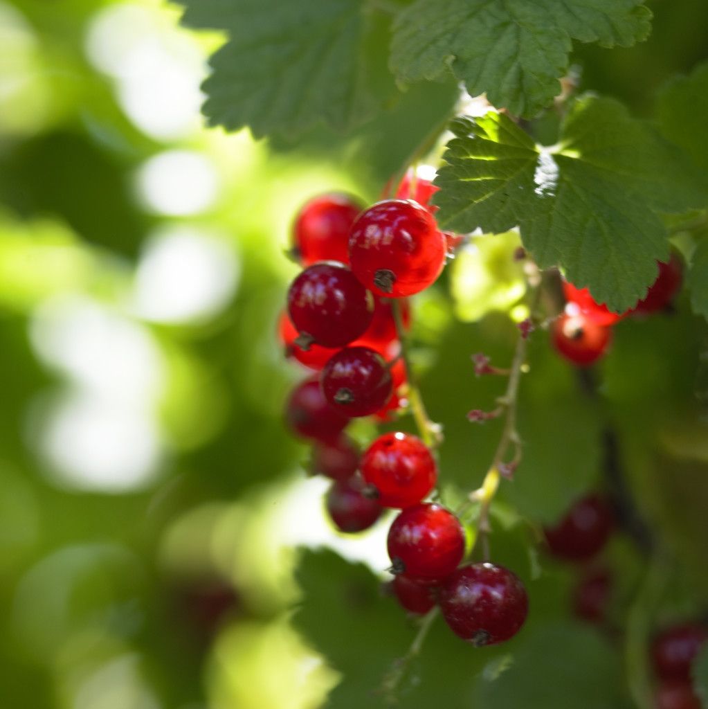 Redcurrant Tree - Circa 120cm