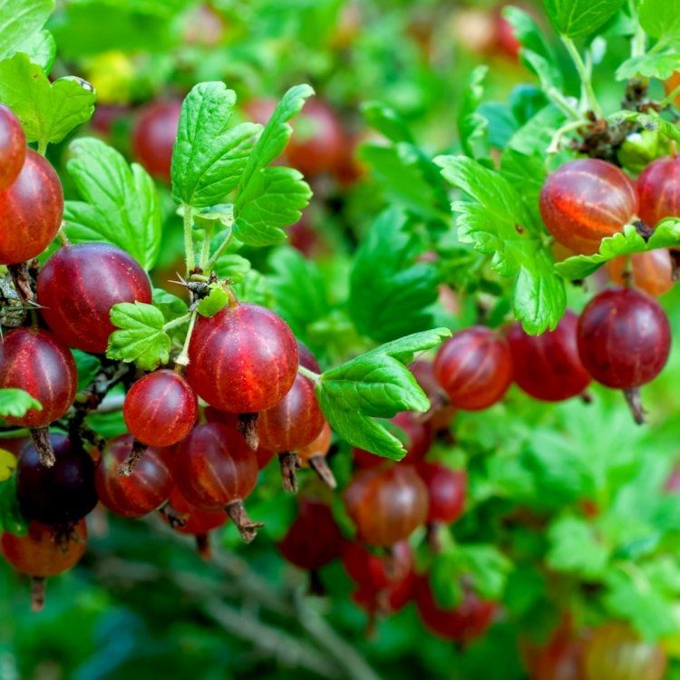 Red Gooseberry - Standard Fruit Tree - Circa 120cm