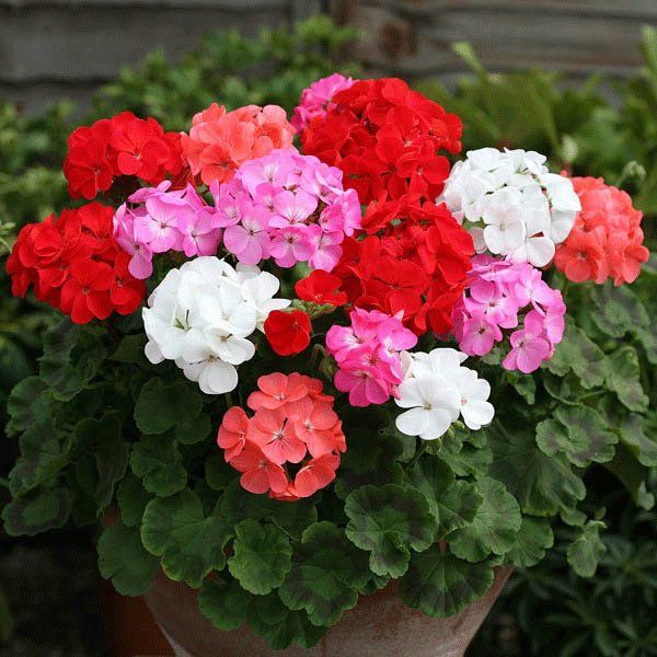 Geranium Maverick Mix - Pack of 12 - In Bud & Bloom