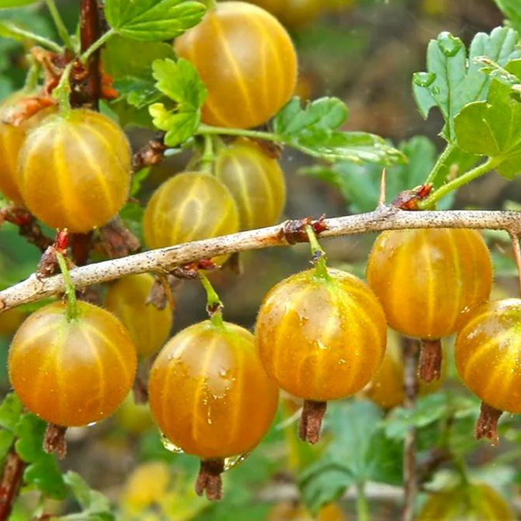 Green Gooseberry - Standard Fruit Tree - Circa 120cm