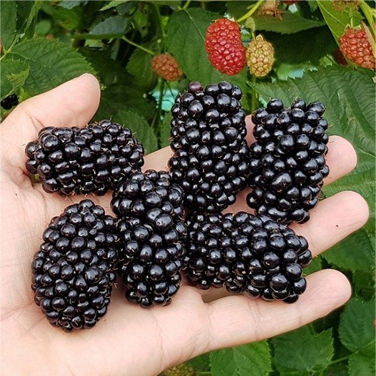 Giant Fruited Thornless - Blackberry Plant