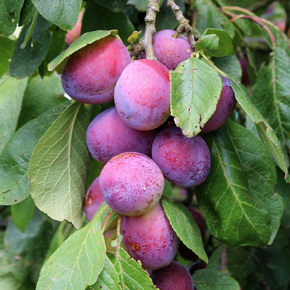 Patio Plum Tree