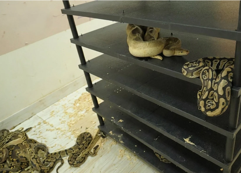 Man in China jailed after flat’s high electricity usage exposes breeding of 300 snakes