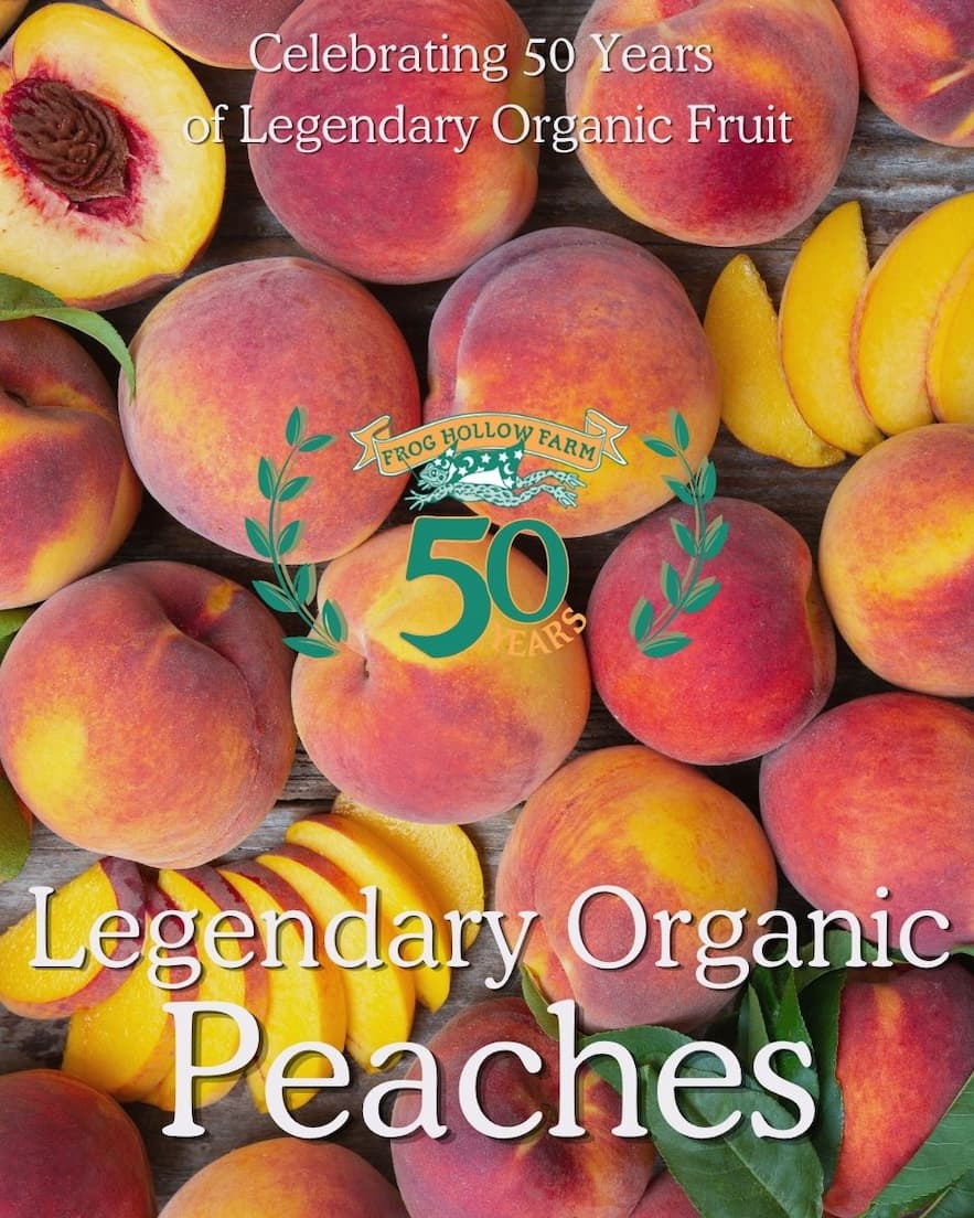 Harvesting organic peaches