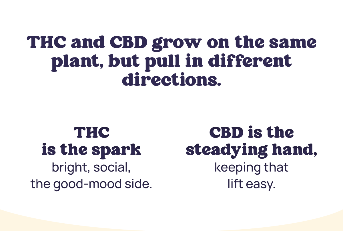 THC and CBD grow on the same plant, but full in different directions.