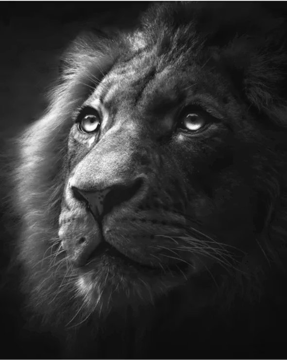 Black & White Portrait Photography For Wildlife & Humans