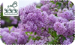 Toutes les variétés de Lilas