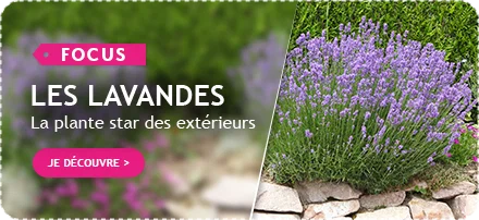 Focus sur les lavandes