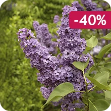 Lilas double lilas