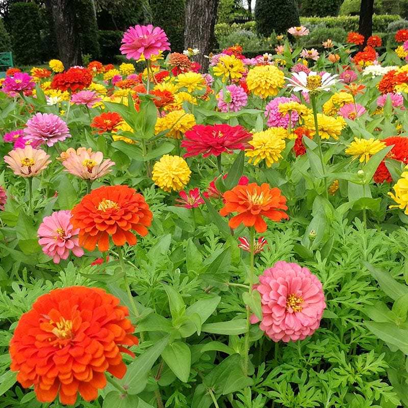 Dahlia Flowered Zinnia Seeds