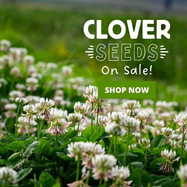 Clover seeds on sale