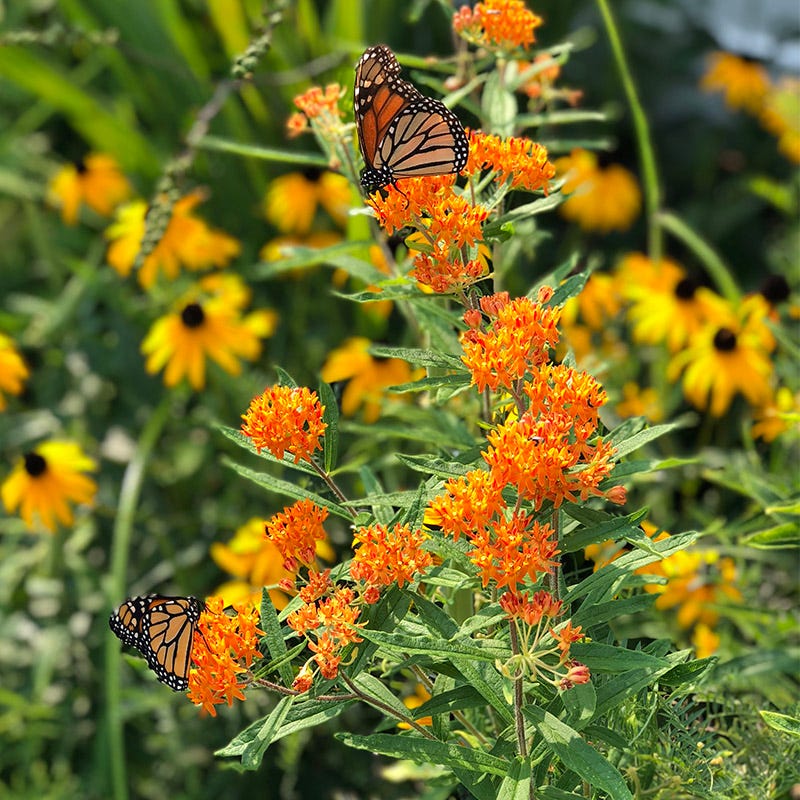 Milkweed