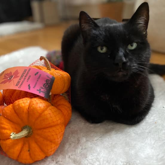 Black Cat Coco from BC