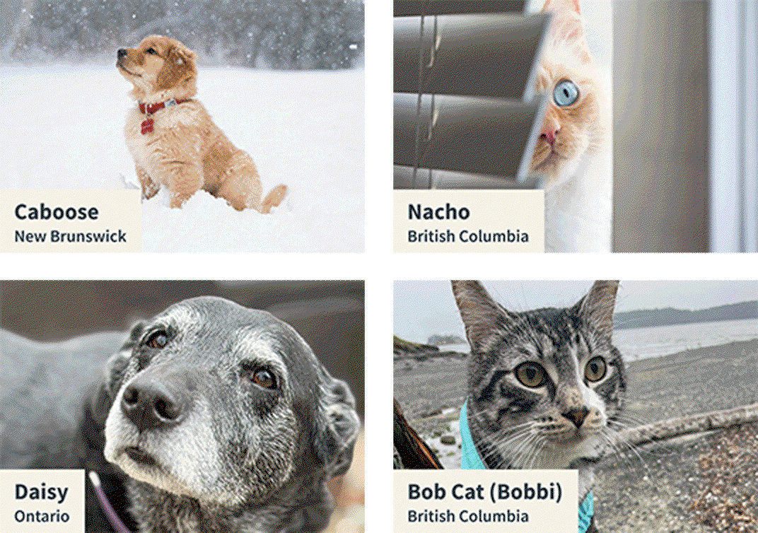 Carosel of winning pets for 2026