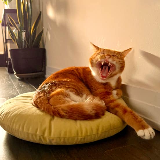 Orange Tabby Tazz from Ontario