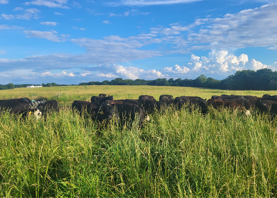 Utopia Grazing Conditions in NE Missouri