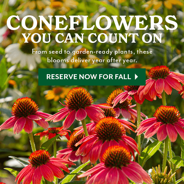 CONFLOWERS YOU CAN COUNT ON - From seed to garden-ready plants, these blooms deliver year after year!
