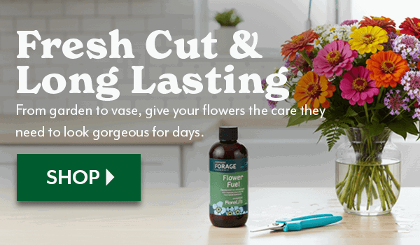 FRESH CUT & LONG LASTING - SHOP CUT FLOWER SUPPLIES