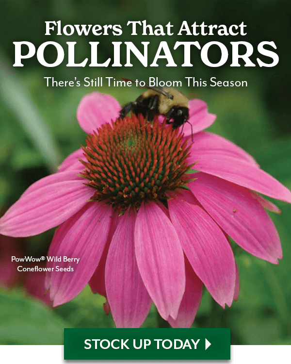 Flowers that Attract POLLINATORS there's still time to bloom this season - shop now