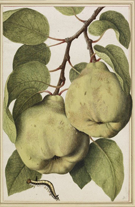 Two large quince fruits hanging from a leafy branch with a small black and yellow caterpillar below. - Custom Print.
