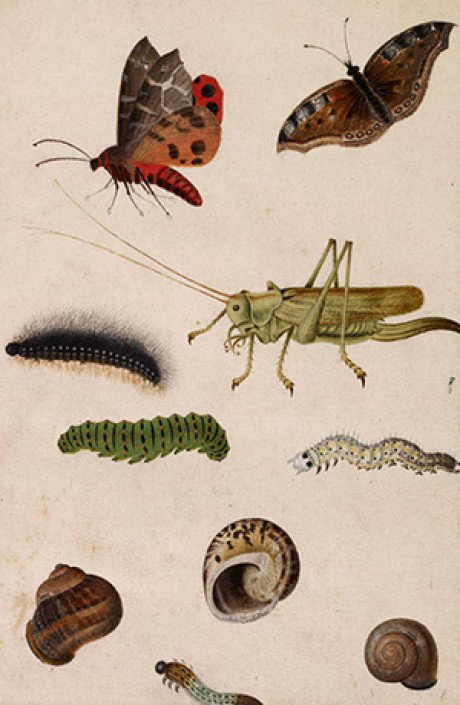 Studies of insects and shells including a tiger moth, small tortoiseshell butterfly and female great green bush-cricket. - Custom Print.