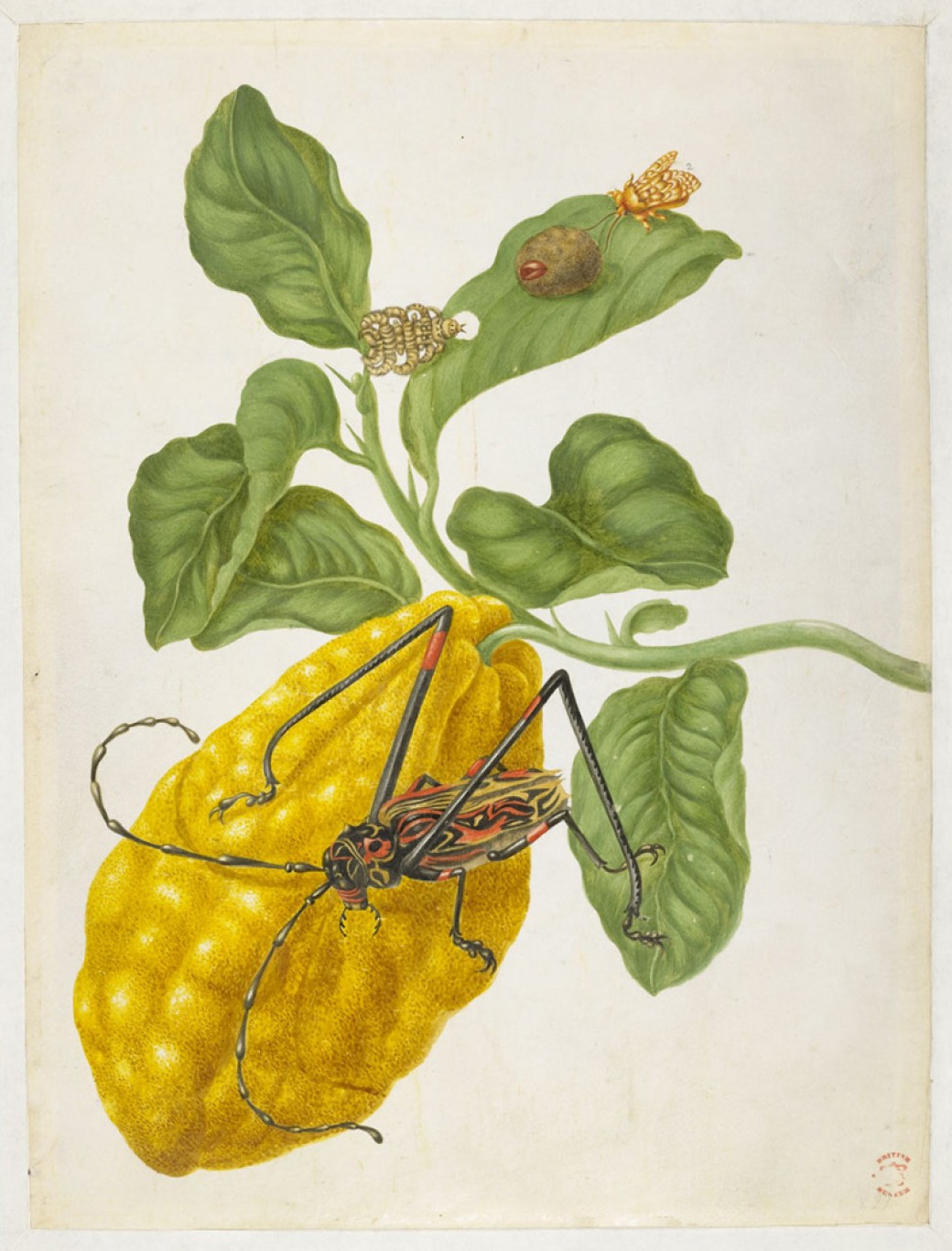 Large colourful beetle on a citron fruit, accompanied by a moth, grub and larva. - Custom Print.