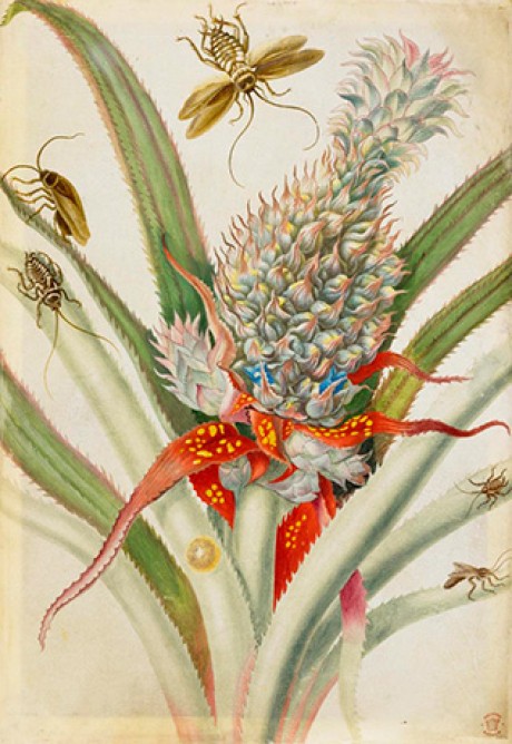 Spiny-leafed pineapple plant with an unripe fruit and mottled red foliage, surrounded by an assortment of insects. - custom Print. 