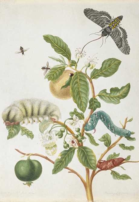 Larva, blue-green caterpillar and moth on a branch bearing green guava fruit, with another caterpillar and two flying insects. - Custom Print.
