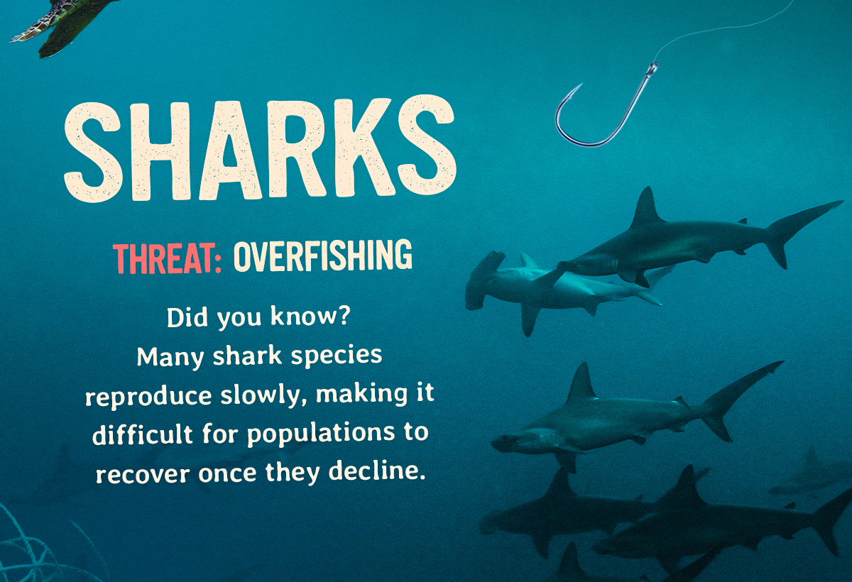 Many shark species reproduce slowly, making it difficult for populations to recover once they decline due to overfishing. Track a shark on Fahlo and support the conservation programs fighting to bring their numbers back.