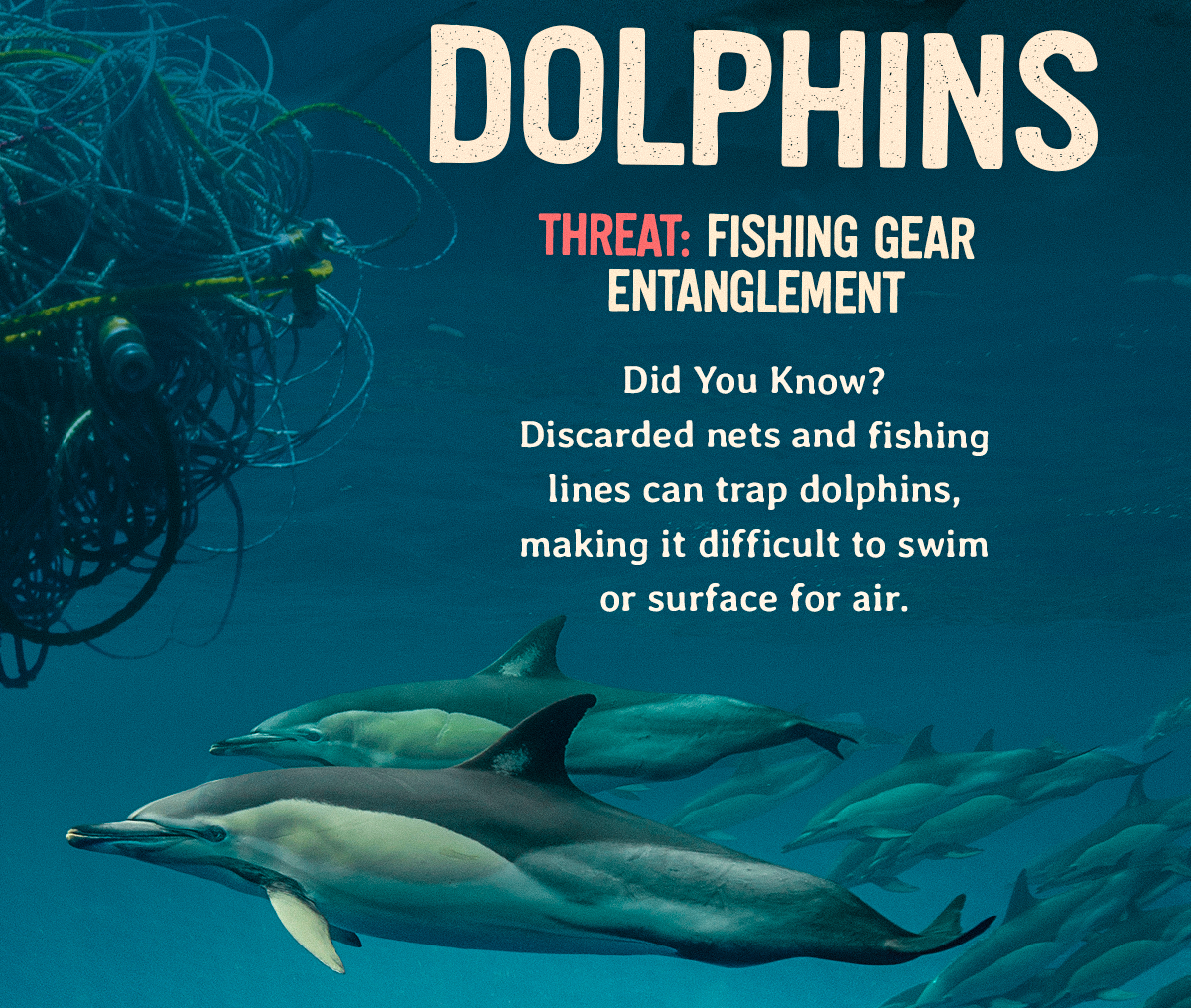 Discarded nets and fishing lines can trap dolphins, making it difficult for them to swim or surface for air. Fishing gear entanglement is a serious threat, and your Fahlo purchase helps fund the partners working to change that.
