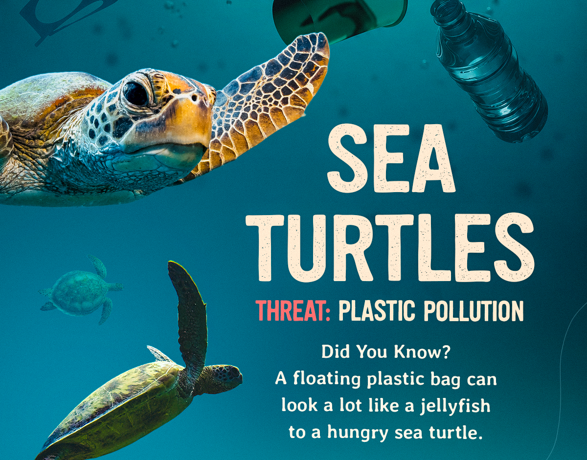 A floating plastic bag can look a lot like a jellyfish to a hungry sea turtle. Plastic pollution is one of the biggest threats facing sea turtles today, and every Fahlo purchase supports partners working to protect them.