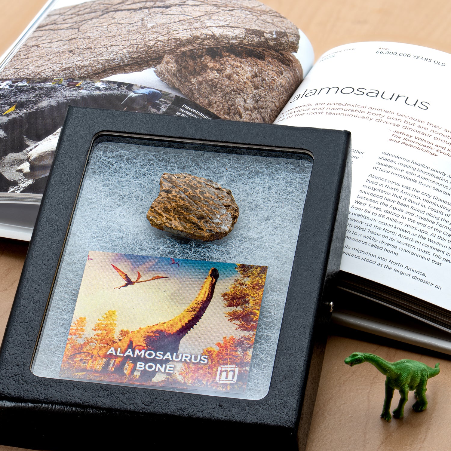 Image of Alamosaurus Bone - Classic Riker Display Case Fragment