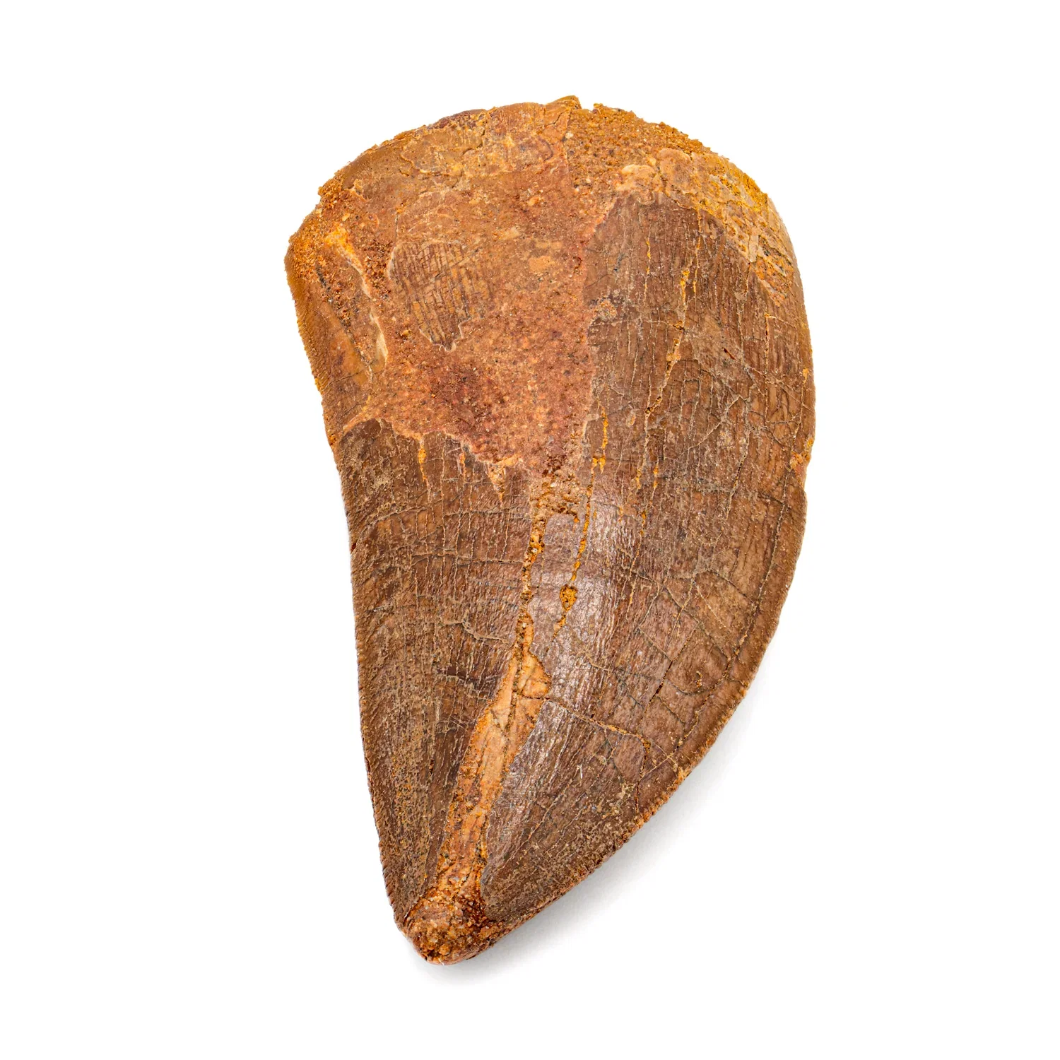 Image of Carcharodontosaurus Tooth