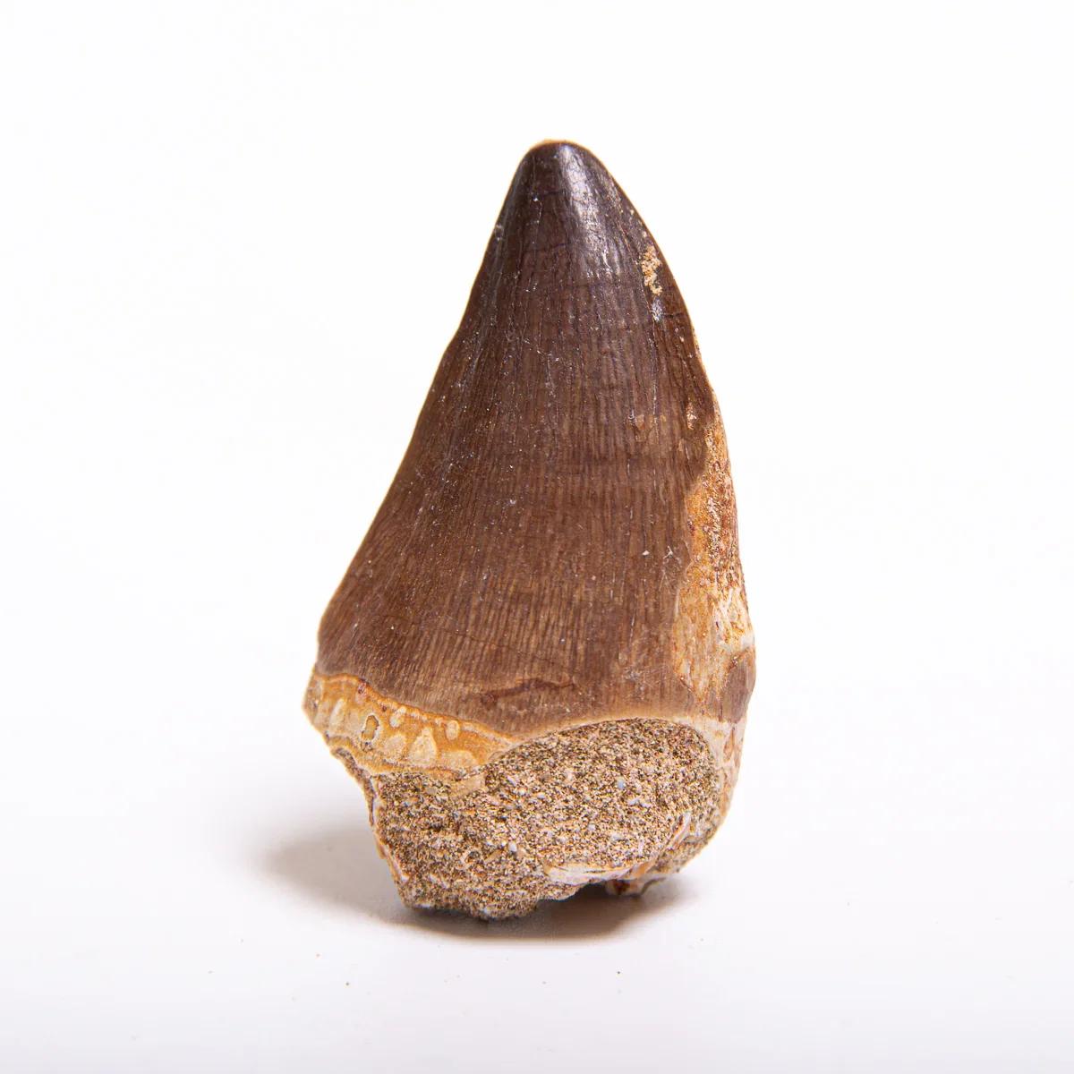 Image of Mosasaur Teeth - Classic Boxed Specimens