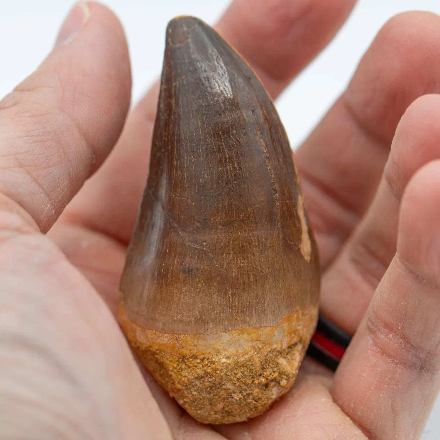 Image of Mosasaur Tooth