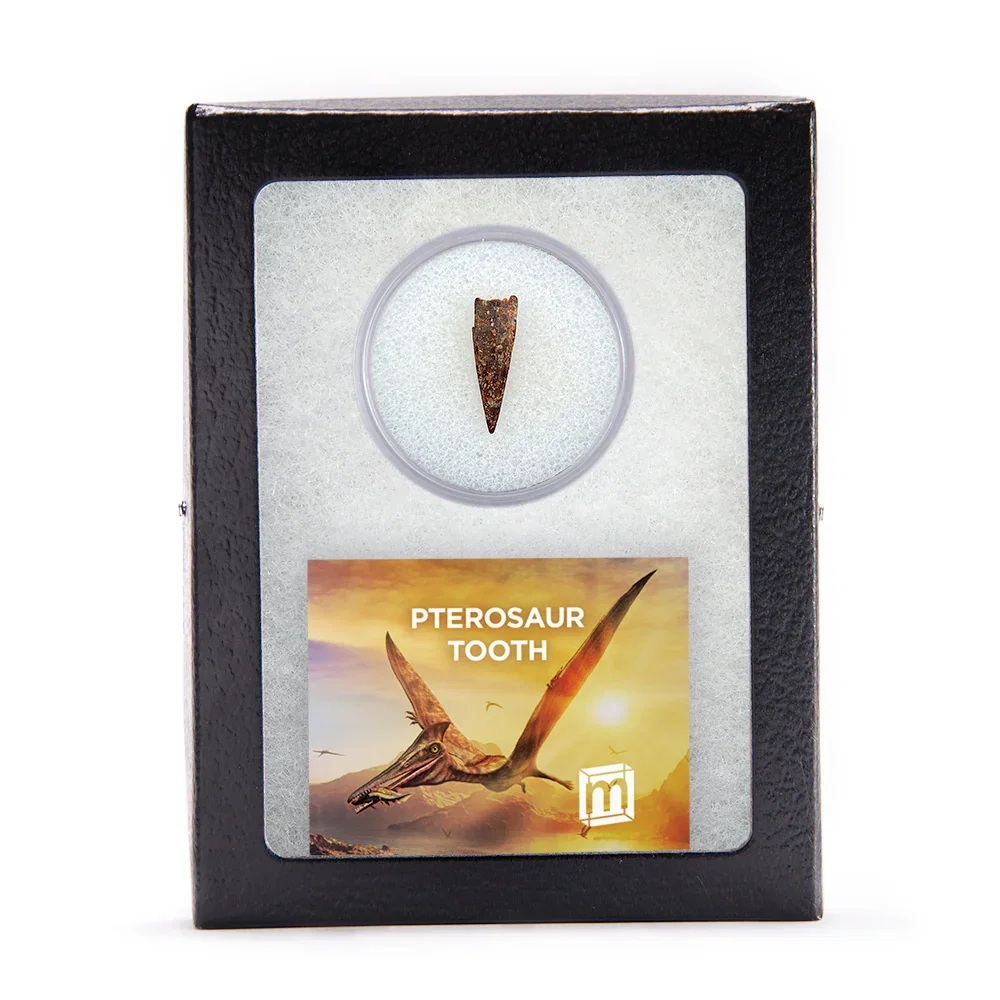 Image of Pterosaur Tooth - Classic Riker Box Specimens
