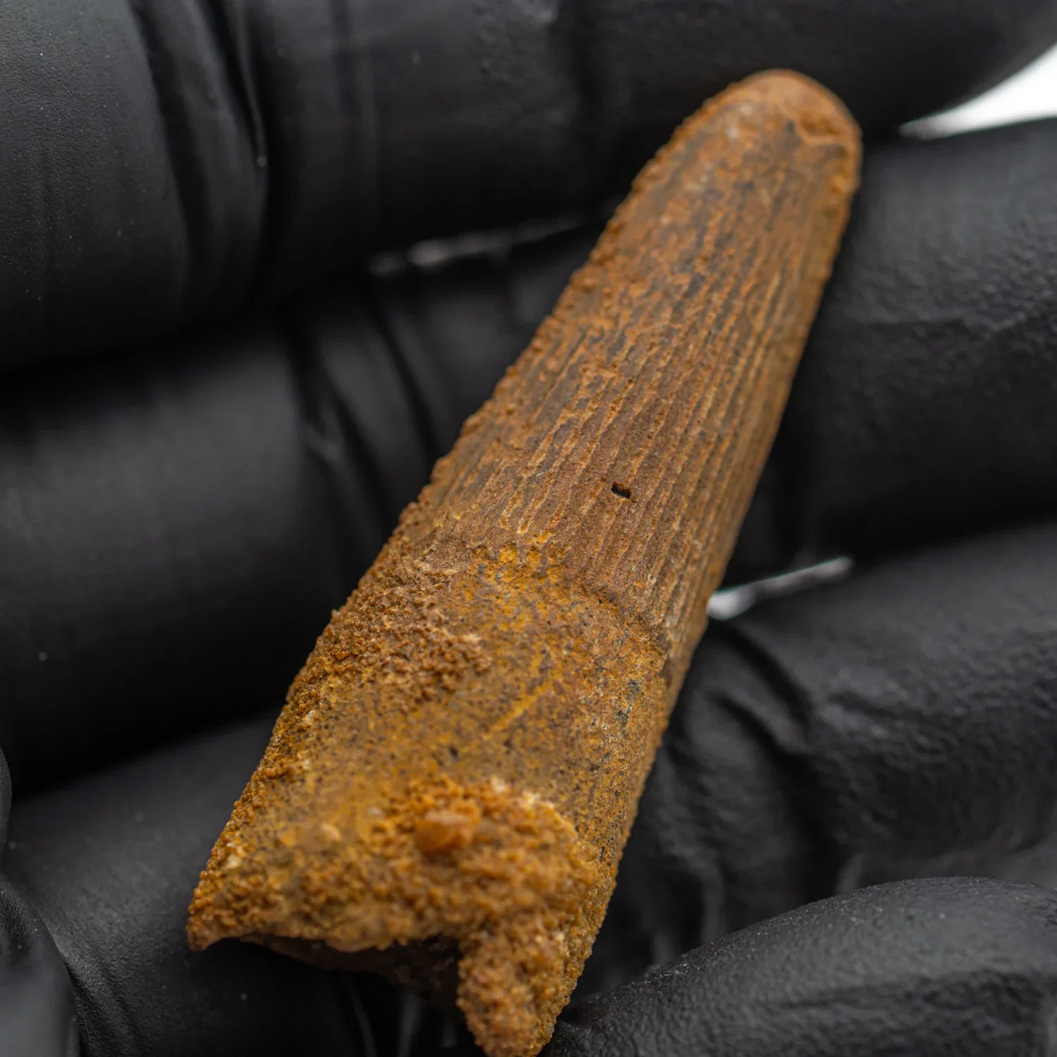 Image of Spinosaurus Tooth