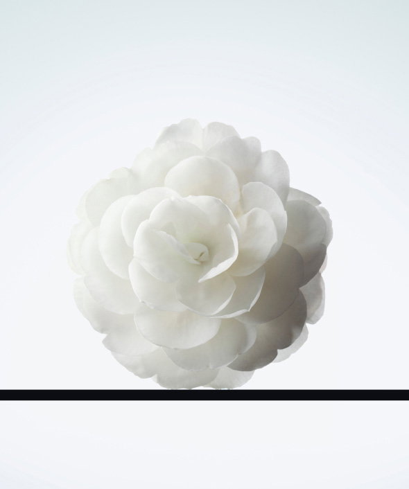 THE POWER OF THE CAMELLIA