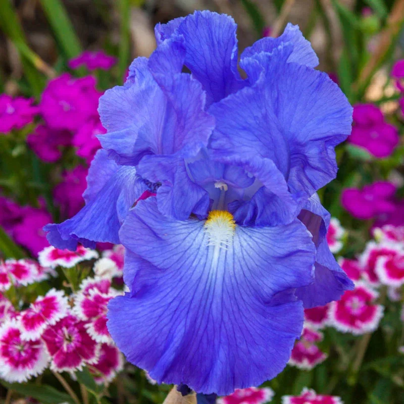 Victoria Falls Reblooming Iris
