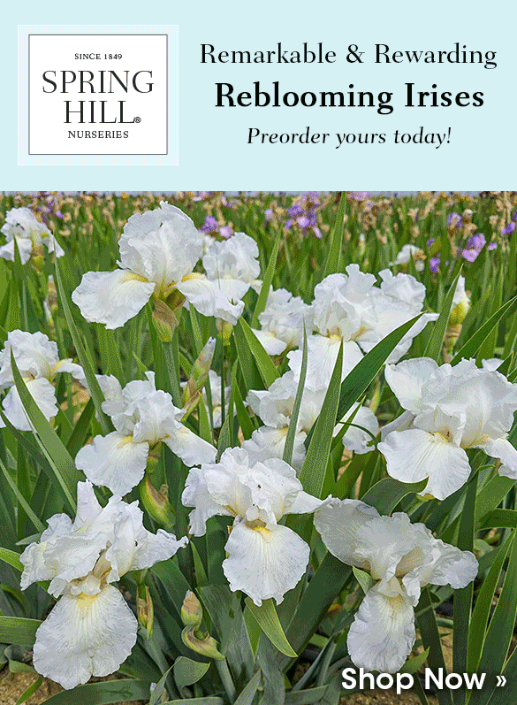 Back in Stock | Preorder Fall-Shipped Irises