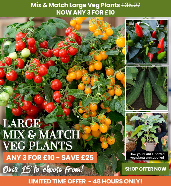 Mix & Match LARGE Veg